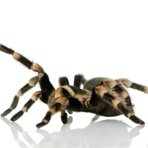 Brachypelma smithi tarantula