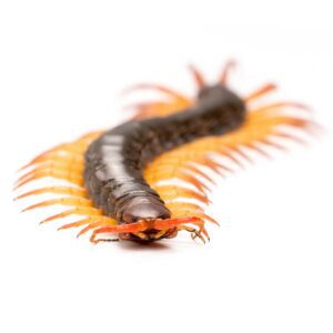 centipede isolated on white background centipede isolated on white background