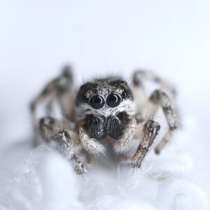 Cute little jumping spider