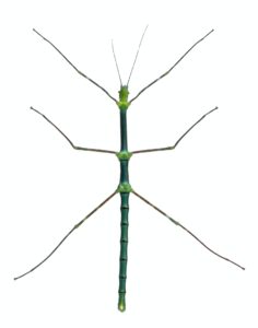 Myronides Sp, stick insect, in front of white background
