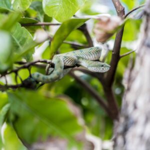 Snake on twig of tree Snake on twig of tree
