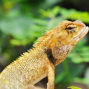 Wild lizard Wild lizard